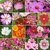 Magnifico Cosmos Flowers Mixed Colour - Premium Flowers Seeds - Pack of 30 Seeds