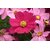 Seeds Magnifico Cosmos Flowers Mixed Colour - Supers Seeds For Home Garden - Pack of 30 Seeds