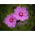 Mixed Colour Cosmos Flower Premium Exotic Seeds For Home Garden - Pack of 30 Seeds