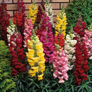 Anthrinium Multi-Colour Flowers Peremium Hybrid Seeds For Home Garden - Pack of 50 Seeds