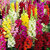 Magnif Anthrinium Multi-Colour Flowers Hybrid Exotic Seeds  For Home Garden - Pack of 50 Seeds