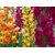 Anthrinium Multi-Colour Flowers Premium Exotic Seeds For Home Garden - Pack of 50 Seeds