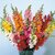 Anthrinium Multi-Colour Flowers Fast Germination Seeds - Pack of 50 Seeds