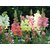 Seeds Magnif Anthrinium Multi-Colour Flowers 3x Quality Seeds For Home Garden - Pack of 50 Seeds