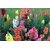 Seeds Magnif Anthrinium Multi-Colour Flowers Seeds for Home Garden - Pack of 50 Seeds