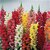 Anthrinium (Snap Dragon) Flowers Quality Seeds for Home Garden - Pack of 50 Seeds