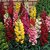 Magnif Anthrinium Multi-Colour Flowers Supe Germination Seeds - Pack of 50 Seeds