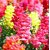 Seeds Magnif Anthrinium Multi-Colour Flowers Indian Seeds for Home Garden - Pack of 50 Seeds