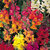 Magnif Anthrinium (Snap Dragon) Flowers Double Quality Seeds For Home Garden - Pack of 50 Seeds