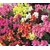 Magnif Anthrinium (Snap Dragon) Flowers Magnif Flowers Seeds - Pack of 50 Seeds