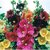 Hollyhock Mixed Colour Flowers Seeds - Pack of 40 Seeds