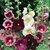 Magnif Hollyhock Flowers - Advance Seeds - Pack of 40 Seeds