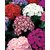 Seeds Cineraria Flowers Fast Germination Seeds For Home Garden - Pack of 50 Seeds