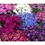 Cineraria Flowers Supers Seeds For Home Garden - Pack of 50 Seeds