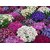 Magnif Cineraria Flowers Fast Germination Seeds For Home Garden - Pack of 50 Seeds