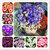 Magnif Cineraria Flowers Seeds for Home Garden - Pack of 50 Seeds