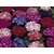 Cineraria Multi-Colour Flowers High Quality Seeds - Pack of 50 Seeds
