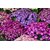 Magnif Cineraria Flowers Fine Quality Seeds - Pack of 50 Seeds
