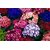 Seeds Cineraria Flowers Hybrid Exotic Seeds  For Home Garden - Pack of 50 Seeds