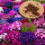 Magnif Cineraria Flowers Hybrid Seeds - Pack of 50 Seeds