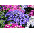 Seeds Cineraria Multi-Colour Flowers Super Quality Seeds - Pack of 50 Seeds
