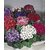Seeds Magnif Cineraria Flowers 3x Quality Seeds For Home Garden - Pack of 50 Seeds