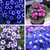 Seeds Cineraria Multi-Colour Flowers Best Quality Seeds - Pack of 50 Seeds