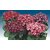 Seeds Cineraria Mixed Colour Flowers Double Quality Seeds For Home Garden - Pack of 50 Seeds