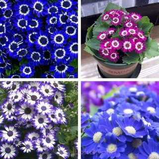 Cineraria Mixed Colour Flowers All Need Seeds  For Home Garden - Pack of 50 Seeds