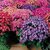 Cineraria Mixed Colour Flowers Plus Quality Seeds For Home Garden - Pack of 50 Seeds