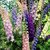 Seeds Magnif Larkspur Mixed Colour Flowers Indian Seeds for Home Garden - Pack of 50 Seeds