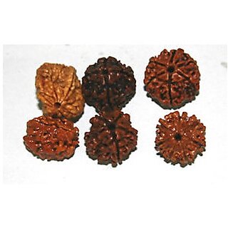 Natural Pure 2,3,4,5,6,7 Mukhi (Face) Rudraksh Rudraksha (6 Pieces) + GIFT