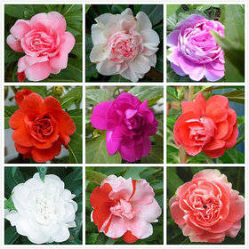 Balsam Flowers *Brother of Rose* Refined Seeds - Pack of 30 Seeds