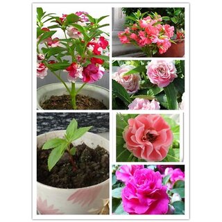 Seeds Balsam Multi-colour Flowers Fast Germination Seeds - Pack of 30 Seeds