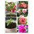 Seeds Balsam Multi-colour Flowers Fast Germination Seeds - Pack of 30 Seeds