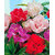 Seeds R-DRoz Balsam Multi Colour Flowers Brother of ROSE Super Advanced Seeds - Pack of 30 Seeds