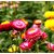 R-DRoz Helichrysum Mixed Colour Flowers- Refined Seeds - Pack of 35 Seeds