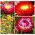 Seeds R-DRoz Helichrysum Flowers- Super Seeds - Pack of 35 Seeds
