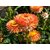Seeds R-DRoz Helichrysum Flowers- Indian Seeds for Home Garden - Pack of 35 Seeds