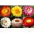 R-DRoz Helichrysum Mixed Colour Flowers- Fast Germination Seeds For Home Garden - Pack of 35 Seeds