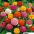 R-DRoz Zinnia Flowers - 2x Quality Seeds For Home Garden - Pack of 30 High Germination Seeds