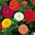 Seeds Zinnia Mixed Colour Flowers - Premium Exotic Seeds - Pack of 30 High Germination Seeds