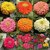Seeds Zinnia Mixed Colour Flowers - Seeds for Home Garden - Pack of 30 High Germination Seeds