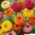 R-DRoz Zinnia Mixed Colour Flowers - Fast Germination Seeds For Home Garden - Pack of 30 High Germination Seeds