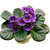 Futaba Saintpaulia Ionantha Seeds - Purple - 100 Pcs