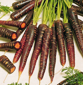 Futaba Organic Purple carrot seeds - 100 Pcs