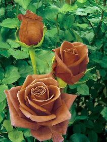Futaba  Rose Seeds - 50 Pcs