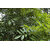 Lakshmi Taru, paradise tree, simarouba glauca (500 Leaves)- Cancer health suppliment