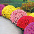 Chrysanthemum Seeds Perennial Daisy Flower Seeds Mix Color