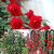 Climbing Rose Seeds Rosa Multiflora Perennial Fragrant